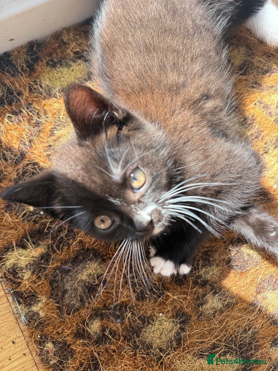 British Longhair cats for sale: Ready To Go This Weekend! 3 Sweet Little Kittens - Image 15
