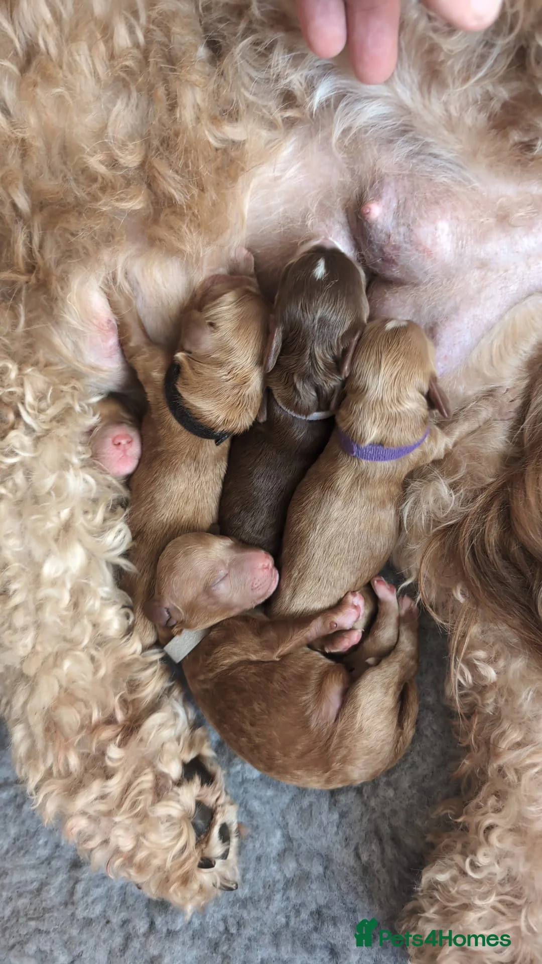 Cockapoo dogs for stud: F1 cocapoo well Proven extensively health tested in Bromley - Advert 12