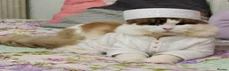 Ragdoll cats for sale: ✨ Beautiful Ragdoll Kitten Available ✨ - Advert 3
