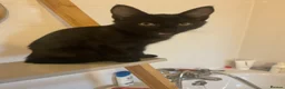 Maine Coon cats for sale: Maine coon cross kittens  - Advert 9