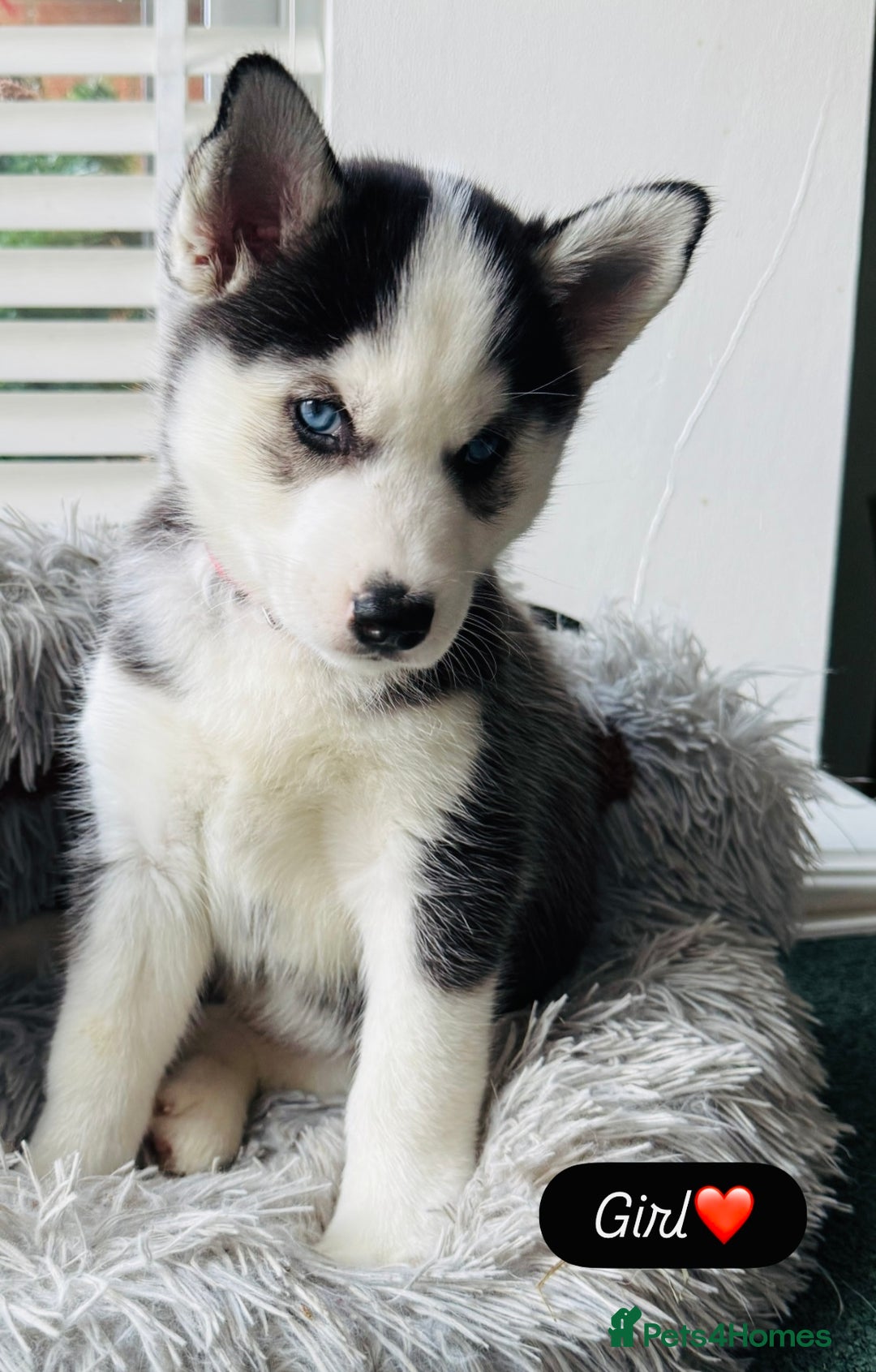 Siberian Husky dogs for sale: Beautiful Siberian Husky Puppies Ready to Reserve - Advert 2