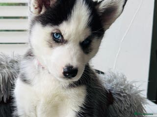 Siberian Husky dogs Beautiful blue eyes Siberian Husky Puppies - Advert 15