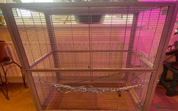 Rat rodents for sale: Rats  - Image 5