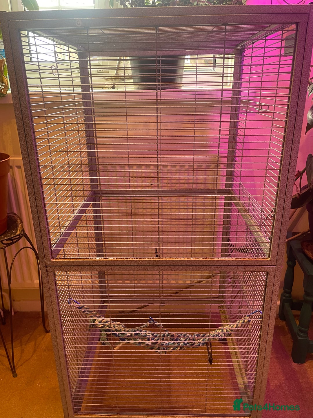 Rat rodents for sale: Rats  - Image 5