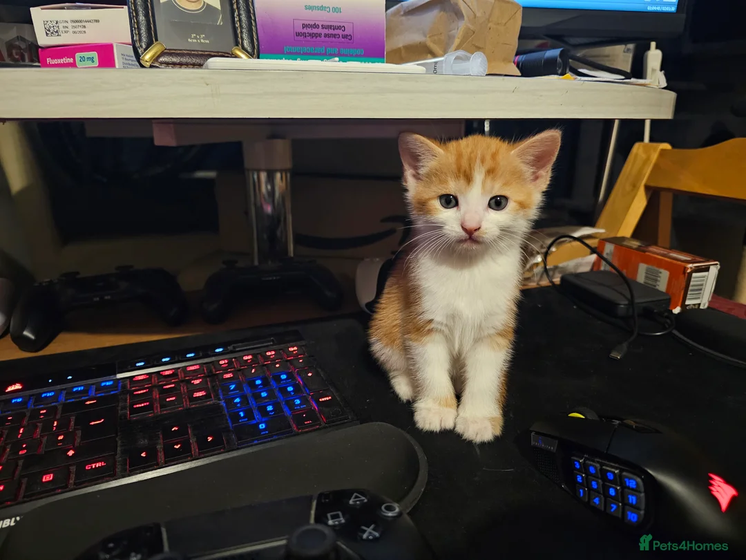 Mixed Breed cats for sale: Ginger and white Kitten for sale in London - Advert 2