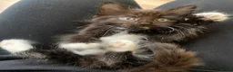Mixed Breed cats for sale: Beautiful Maine coone X Siberian babies for sale - Advert 11