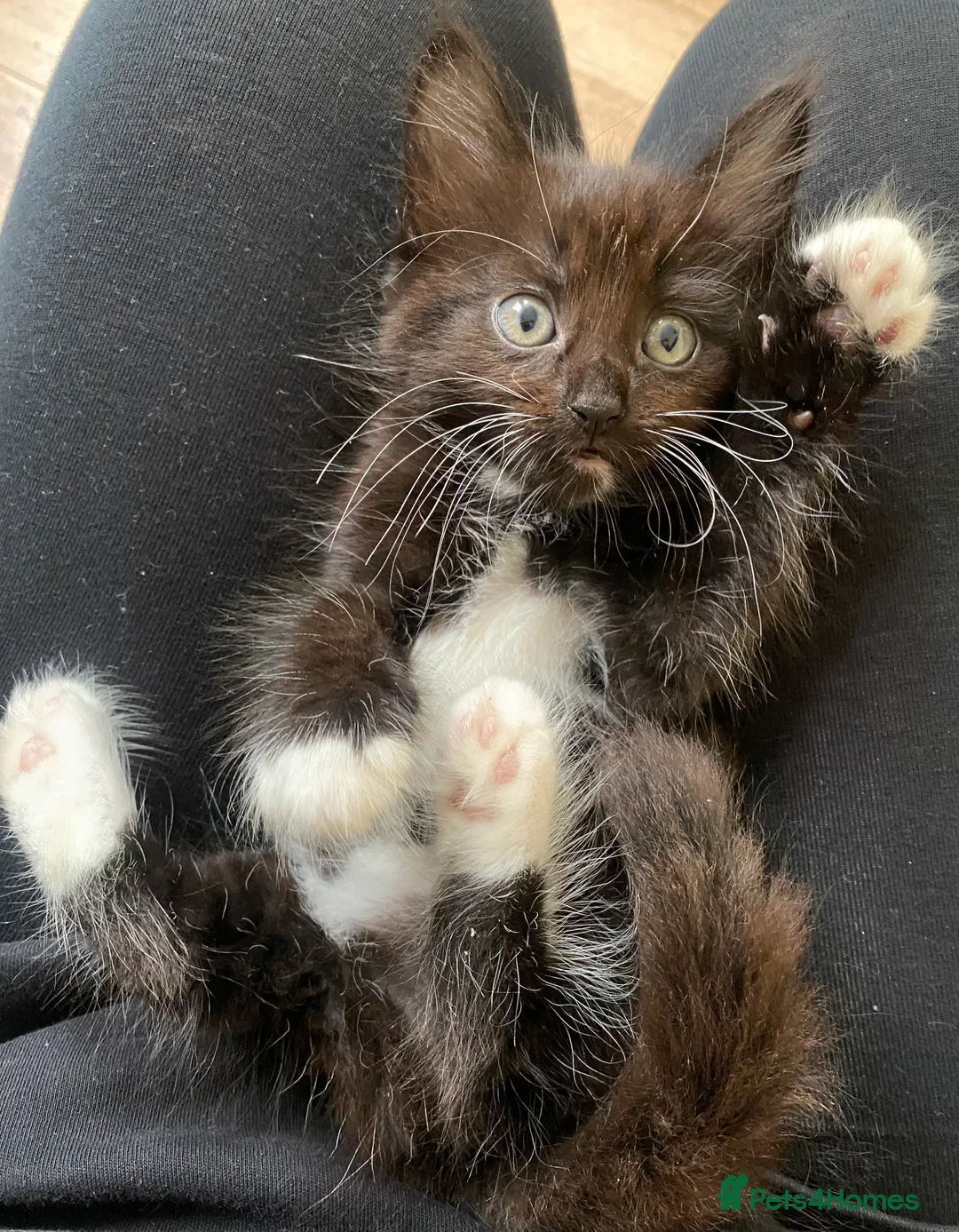 Mixed Breed cats for sale: Beautiful Maine coone X Siberian babies for sale - Advert 11