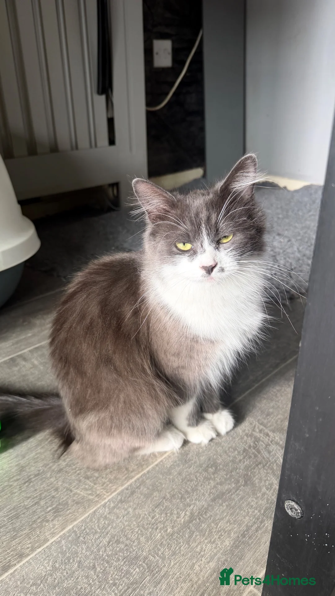 Mixed Breed cats for sale: Ragdoll Cross Ready now - Advert 2