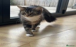 Mixed Breed cats for sale: Beautiful European tabby female cat - Image 2
