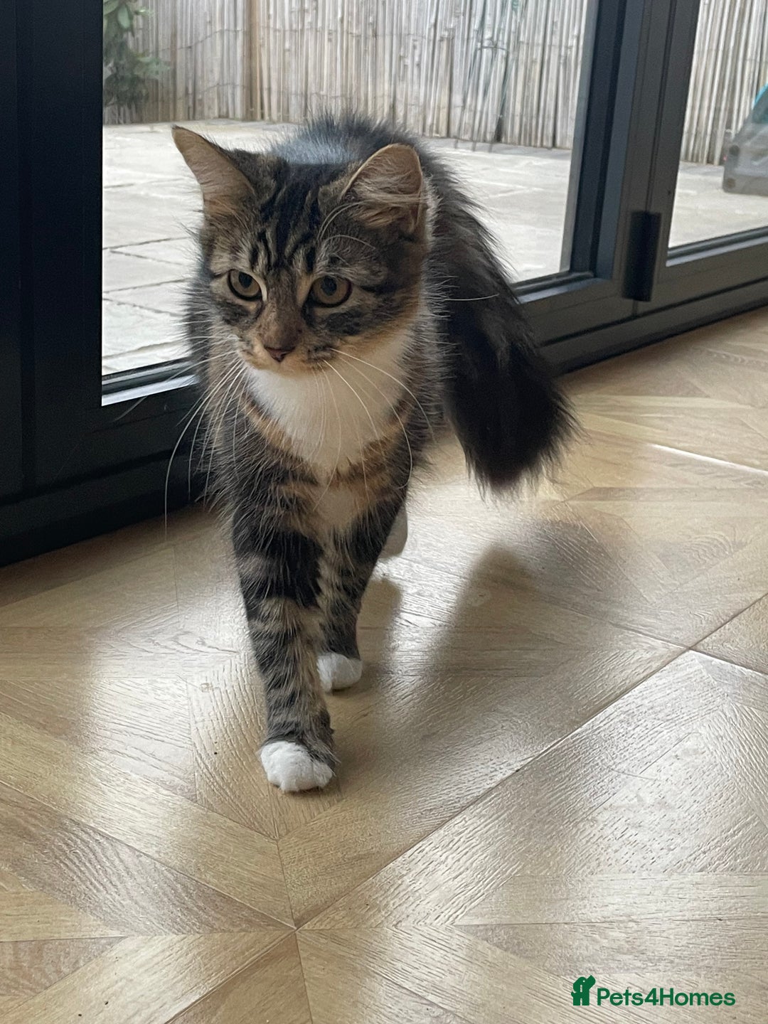 Mixed Breed cats for sale: Beautiful European tabby female cat - Image 2