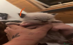 Ragdoll cats for sale: Ragdolls - Image 7