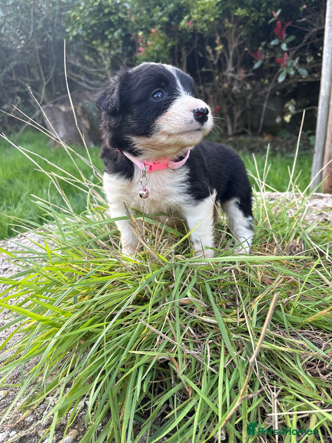 Bearded Collie dogs for sale: 🚨3/4 BEAUTIFUL BEARDIE PUPPIES 🚨 - Image 23