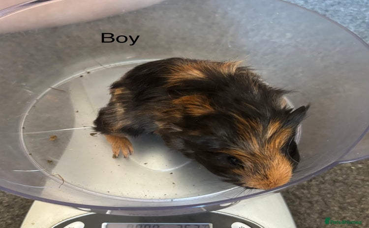 Guinea Pig rodents - Advert 4