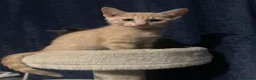 British Shorthair cats for sale: British Short Hair X Siamese  - Advert 3