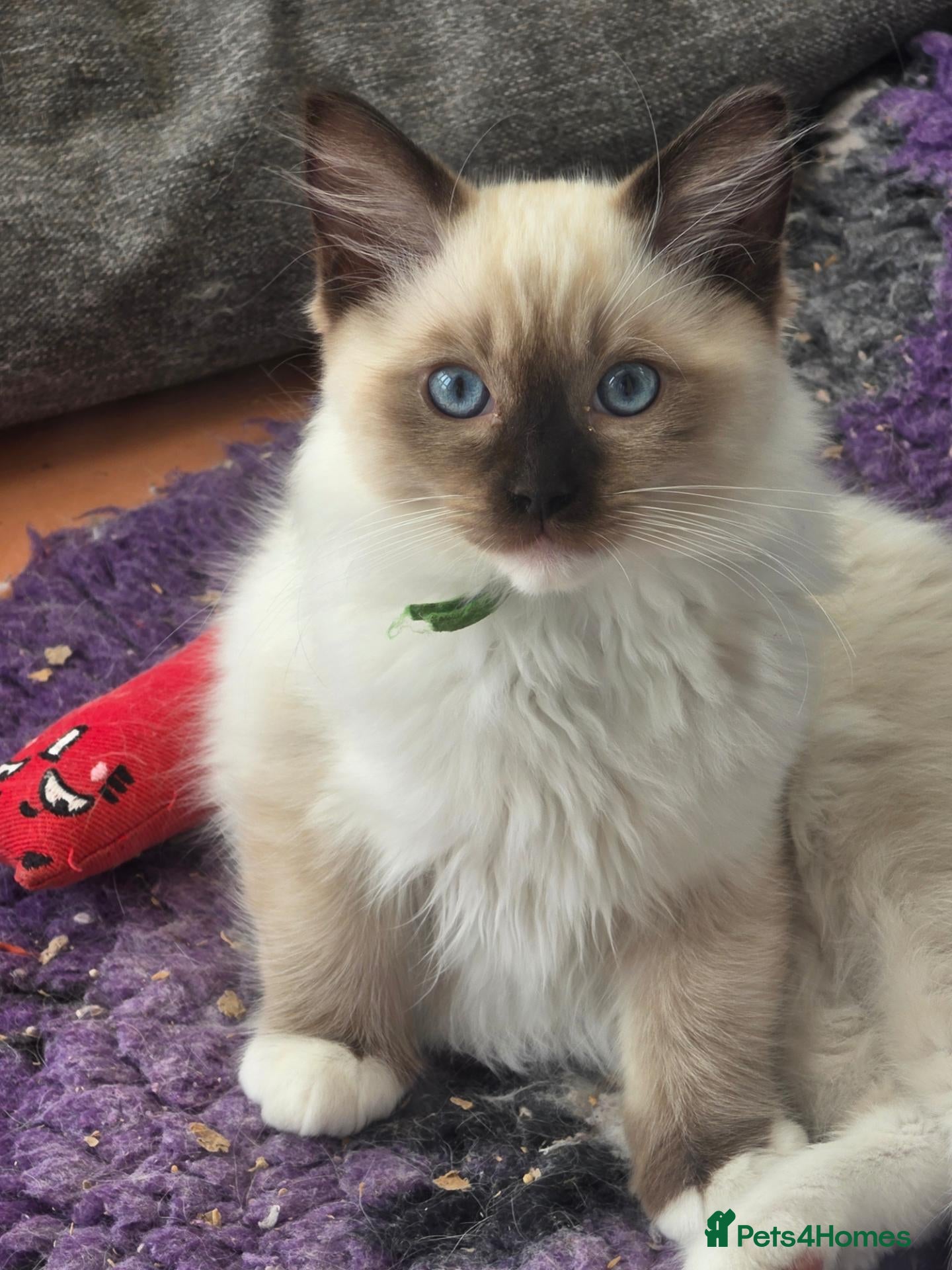 Ragdoll cats GCCF Reg. Ragdoll kittens. Ready now! - Advert 1
