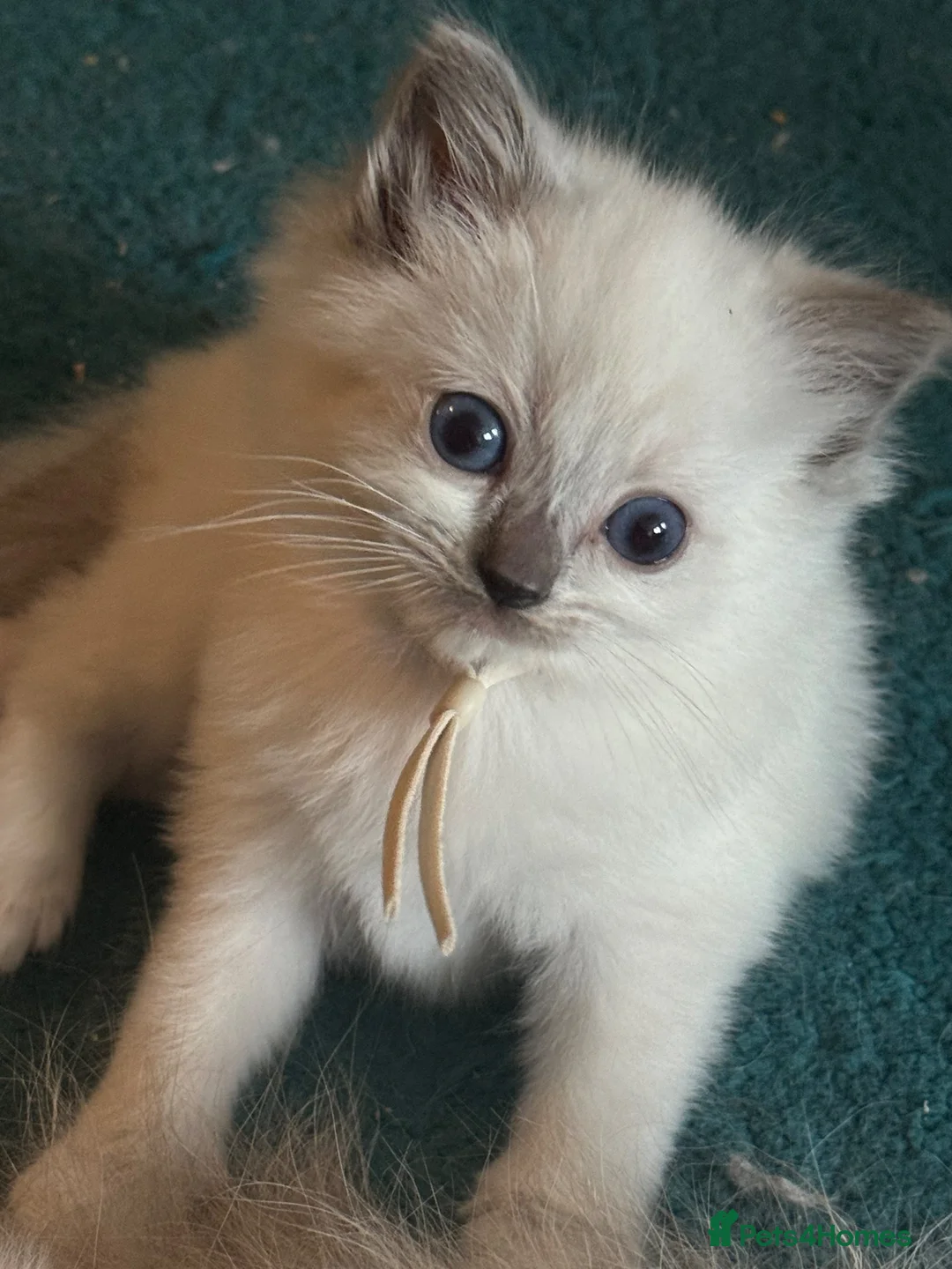 Ragdoll cats for sale: 4 beautiful blue point ragdoll kittens  - Advert 2