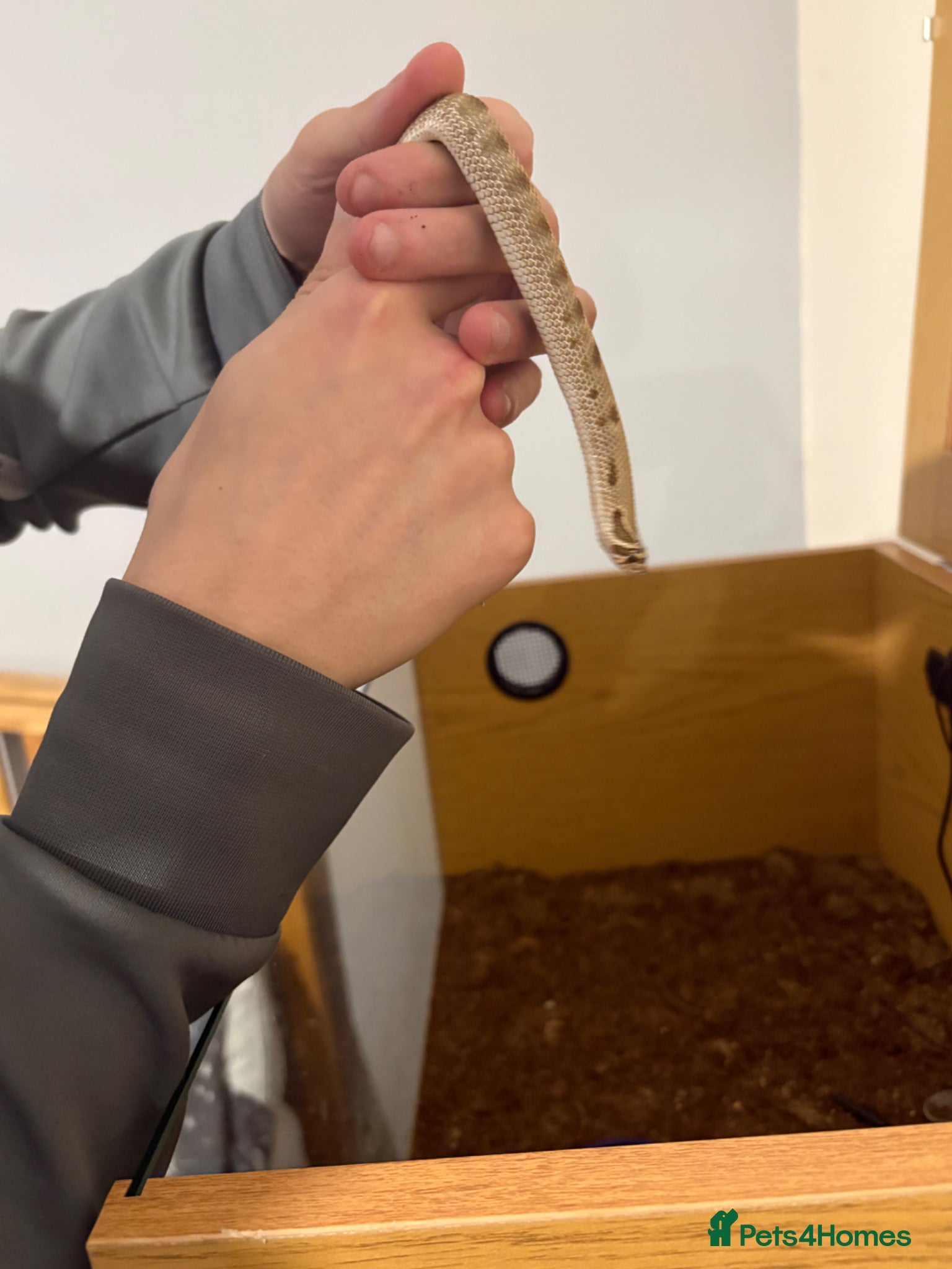 Snake reptiles for sale: Caramel hognose snake  in Scunthorpe - Advert 4