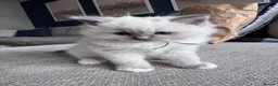Ragdoll cats for sale: Stunning GCCF Registered Ragdoll Kitten - Advert 22