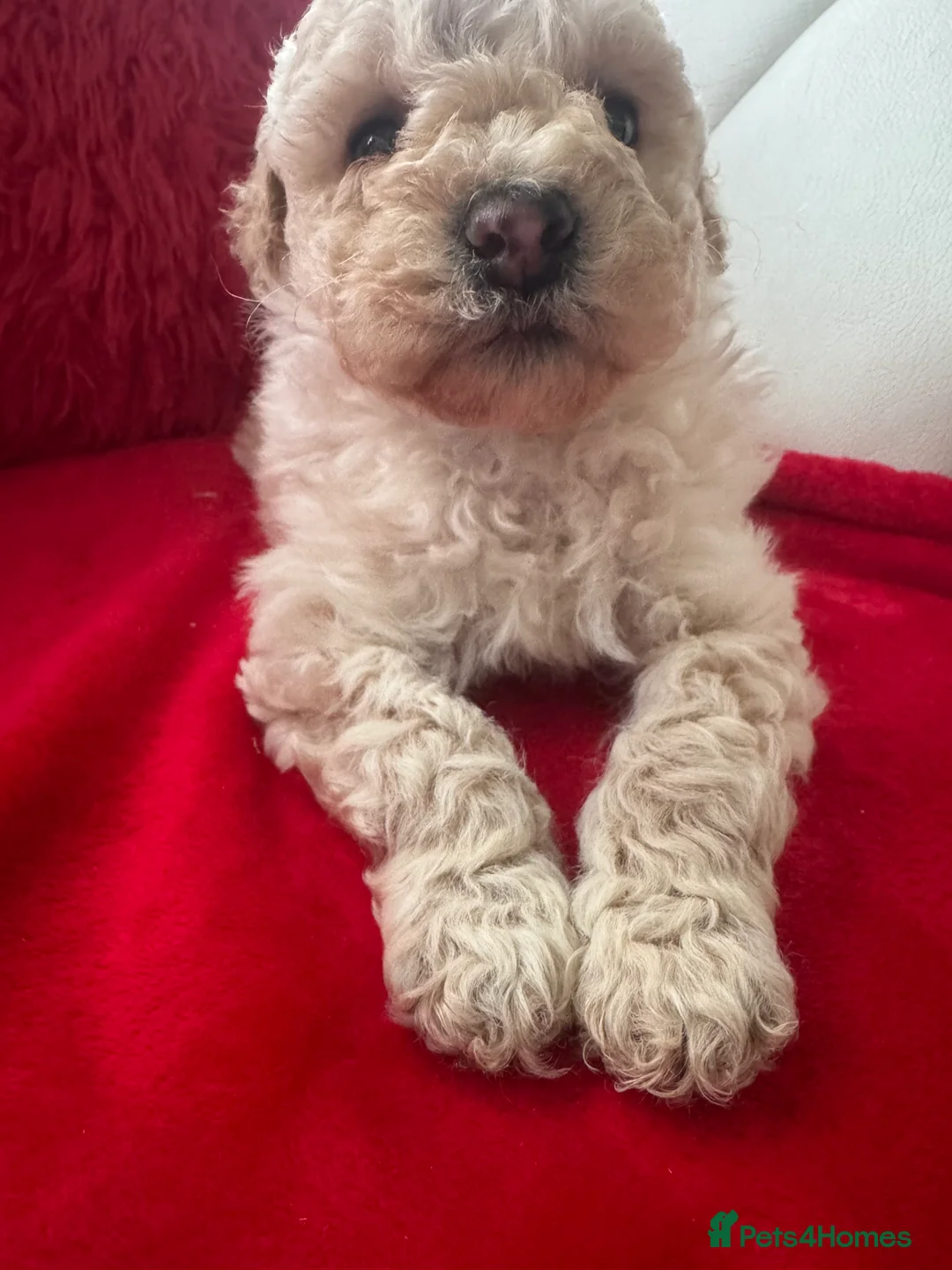 Yorkiepoo dogs for sale: Beautiful boy - Advert 7