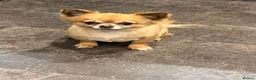 Chihuahua dogs for sale: Gizmo & Missy 7 year old Chihuahuas - Advert 7