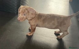 Miniature Dachshund dogs for sale: 2 x Miniature dachshund  - Image 14