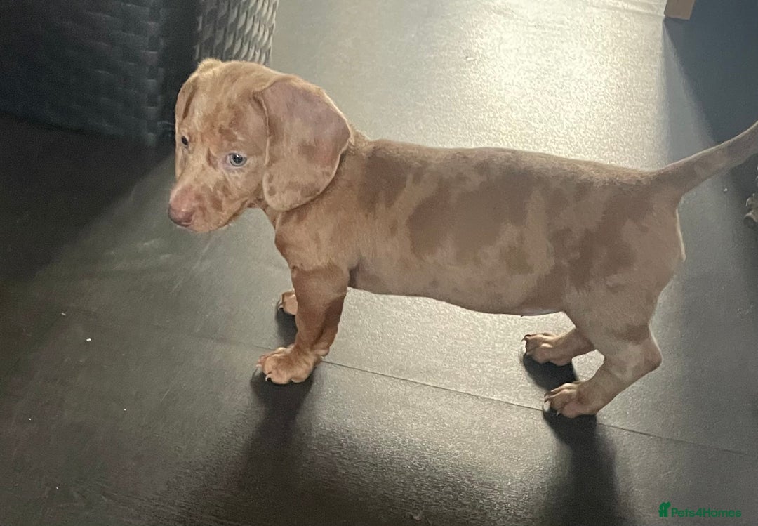 Miniature Dachshund dogs for sale: 2 x Miniature dachshund  - Image 14