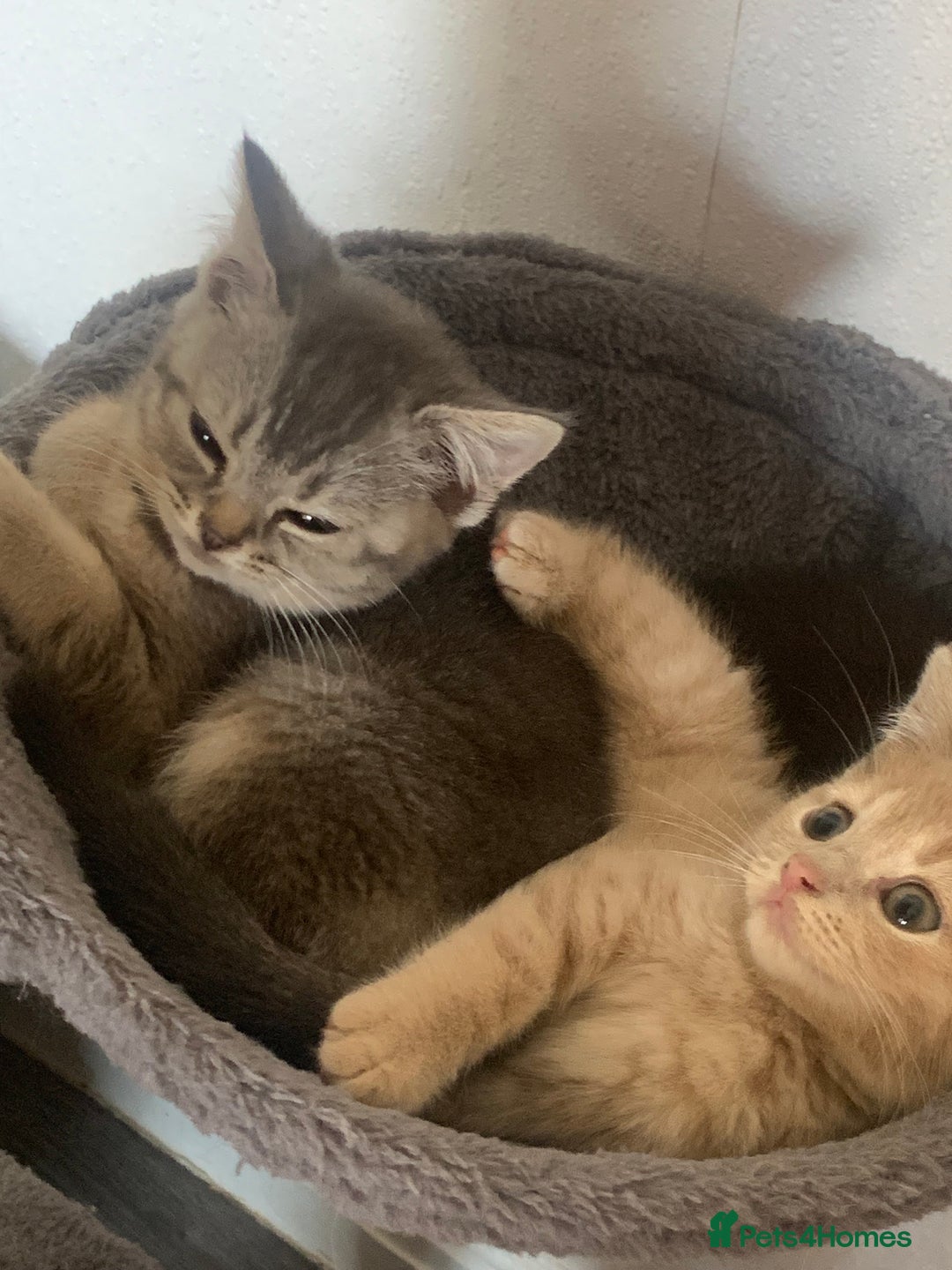 British Shorthair cats for sale: British shorthair kittens  - Image 11