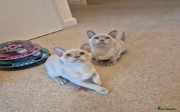 Burmese cats for sale: Beautiful Pedigree Burmese Kittens - Image 9