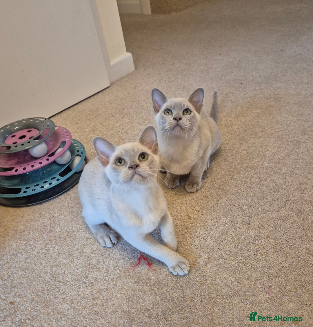 Burmese cats for sale: Beautiful Pedigree Burmese Kittens - Image 9