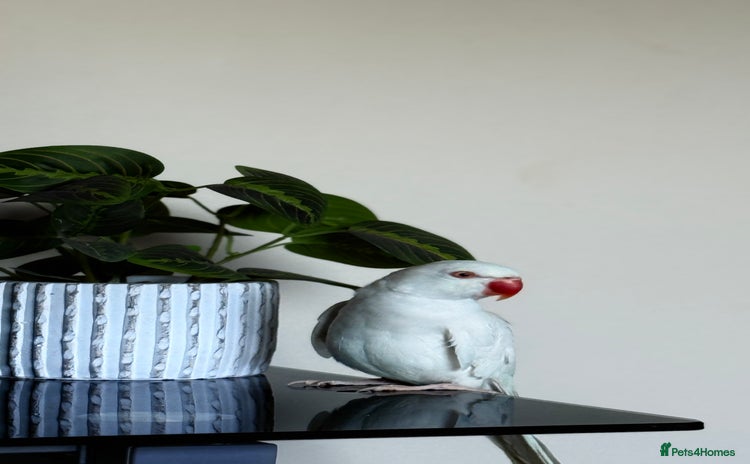 Ringnecks birds - Advert 1