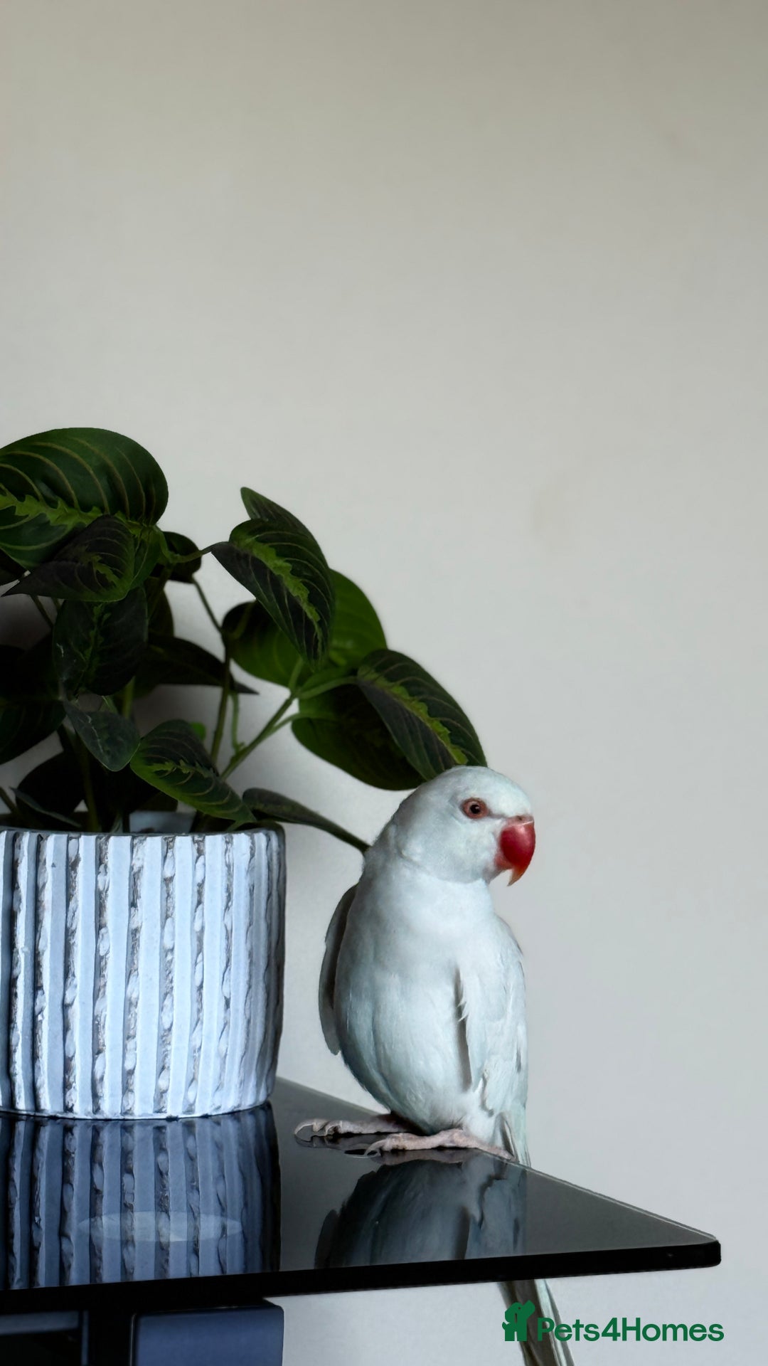 Ringnecks birds for sale: White Female Indian Ringneck Parrot for Sale 🕊️ - Image 1