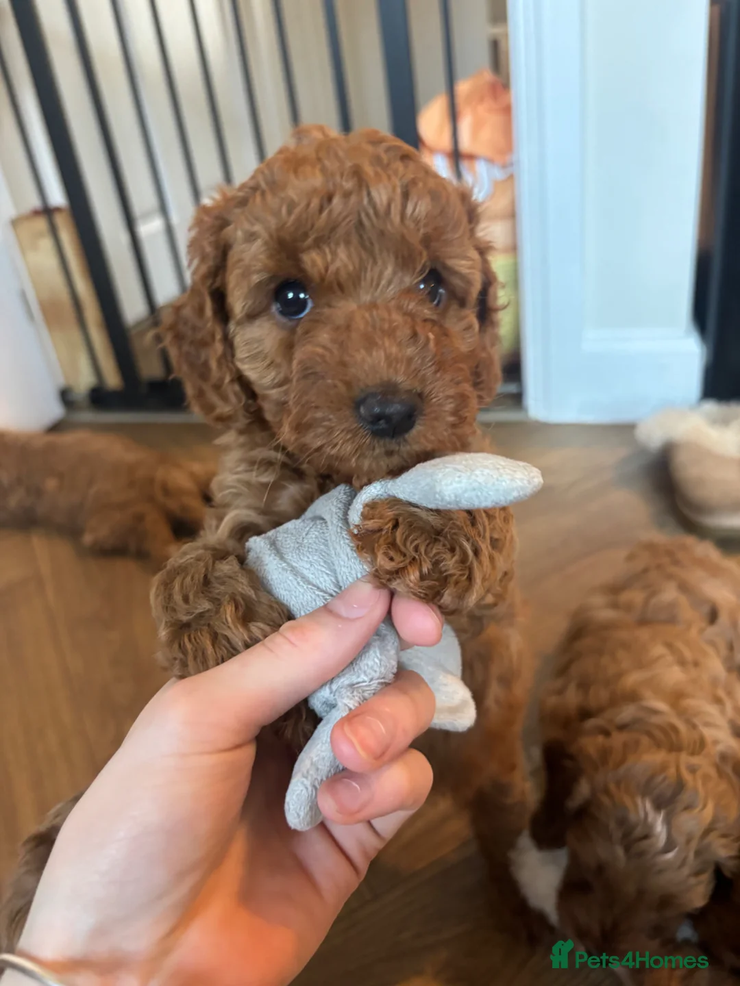 Cavapoo dogs for sale: Cavapoo GIRL Pup for sale READY NOW - Advert 1