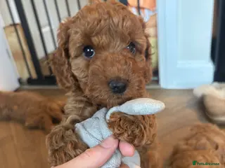 Cavapoo dogs Cavapoo Pups for sale READY IN 2 WEEKS - Advert 18