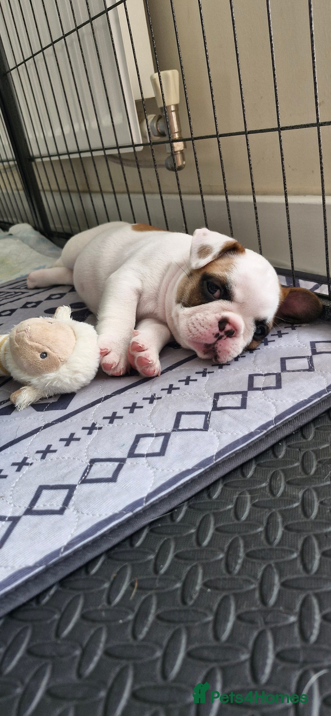 French Bulldog dogs for sale: French Bulldogs - Image 22
