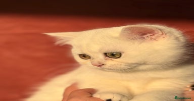 British Shorthair cats - Advert 2