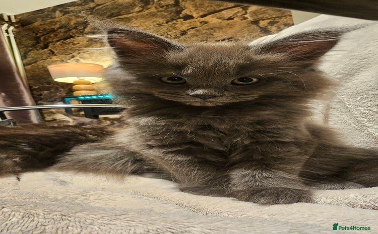 Maine Coon cats Pure Maine Coons – European Lines - Advert 6