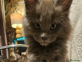 Maine Coon cats for sale: Pure Maine Coons – European Lines - Advert 1