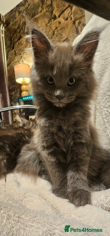 Maine Coon cats Pure Maine Coons – European Lines - Advert 1