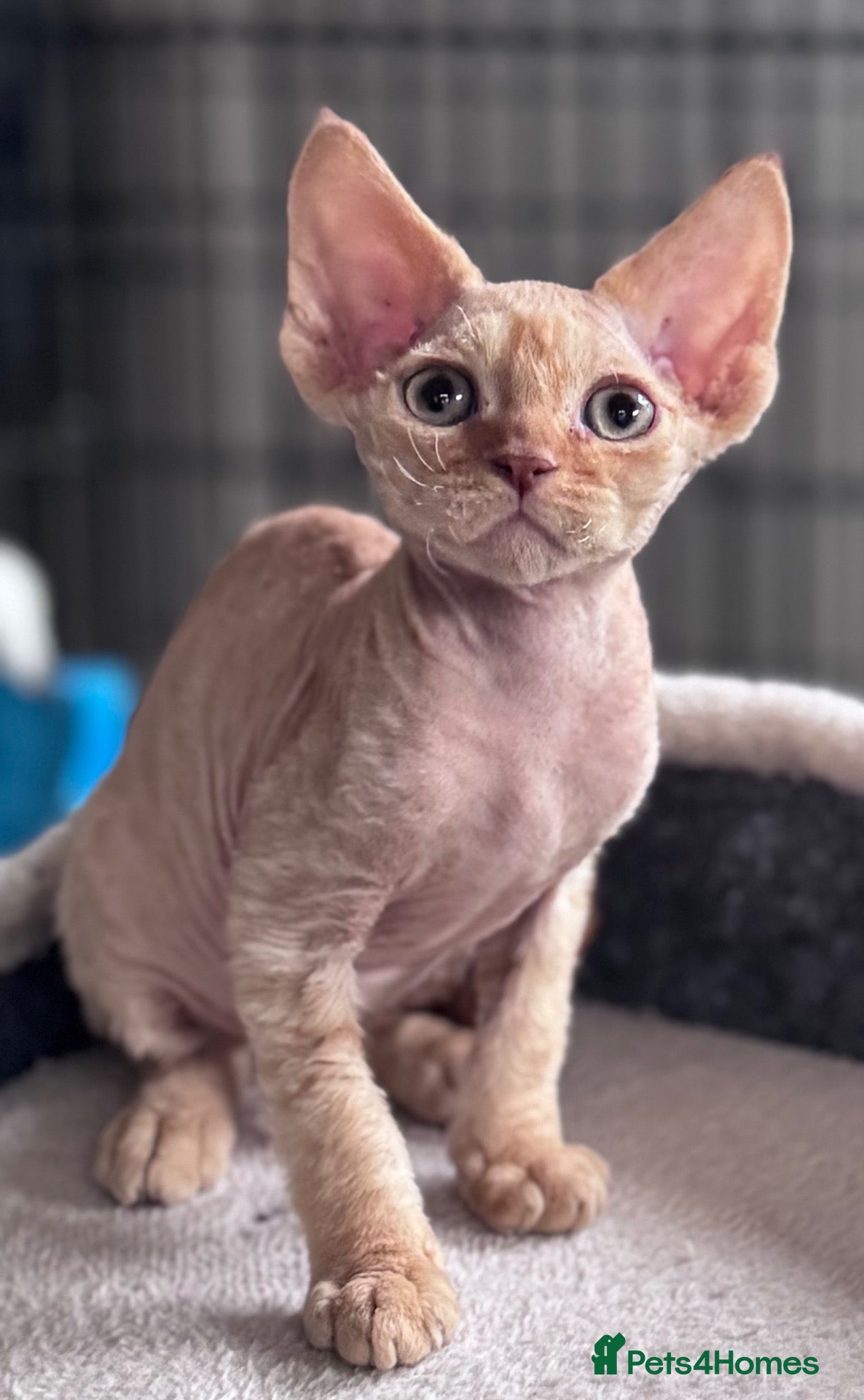 Devon Rex cats Pedigree Devon Rex Kittens  - Advert 18