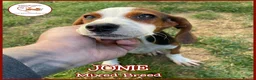 Mixed Breed dogs for adoption: JUNIE FOR ADOPTION CORNWALL/DEVON/SOMERSET BORDER - Advert 1