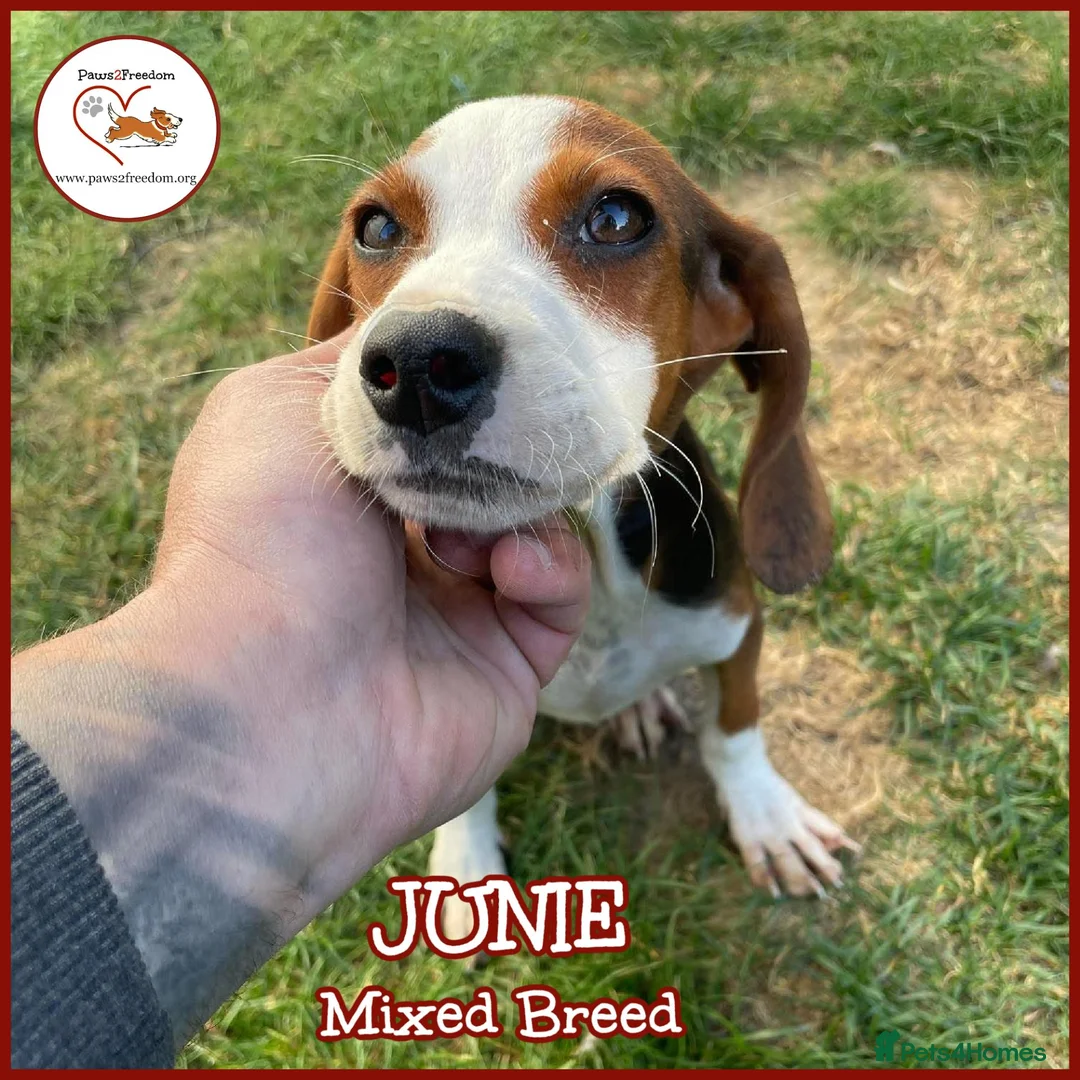 Mixed Breed dogs for adoption: JUNIE FOR ADOPTION CORNWALL/DEVON/SOMERSET BORDER - Advert 1