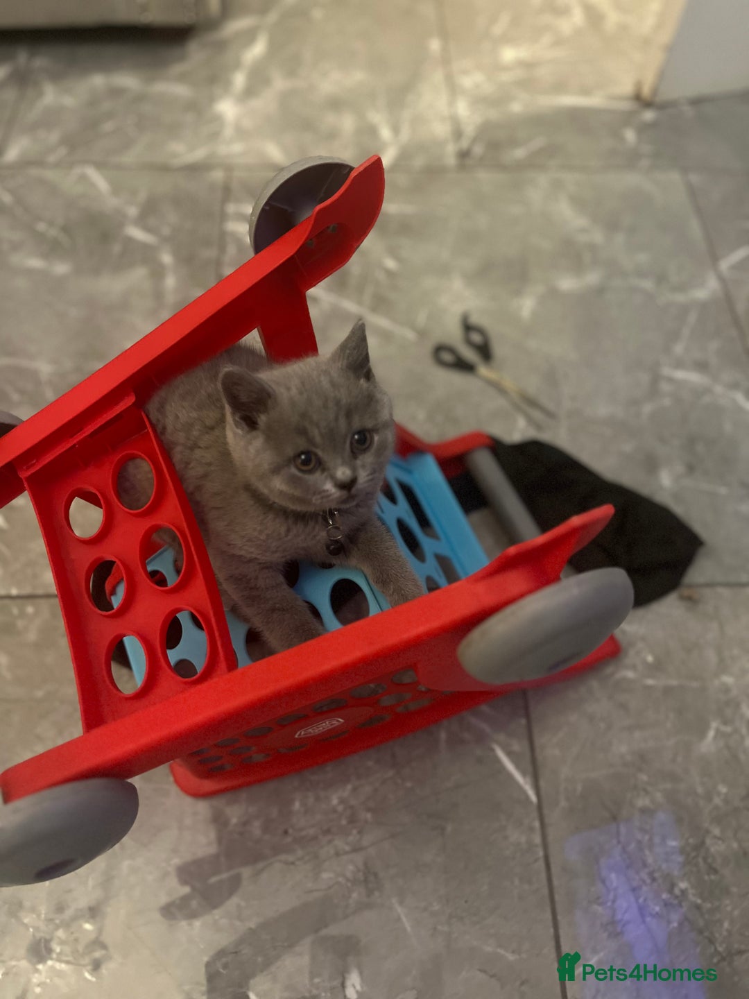 British Shorthair cats for sale: Beautiful  lilac and blue kittens 2 boys 1 girl - Image 18