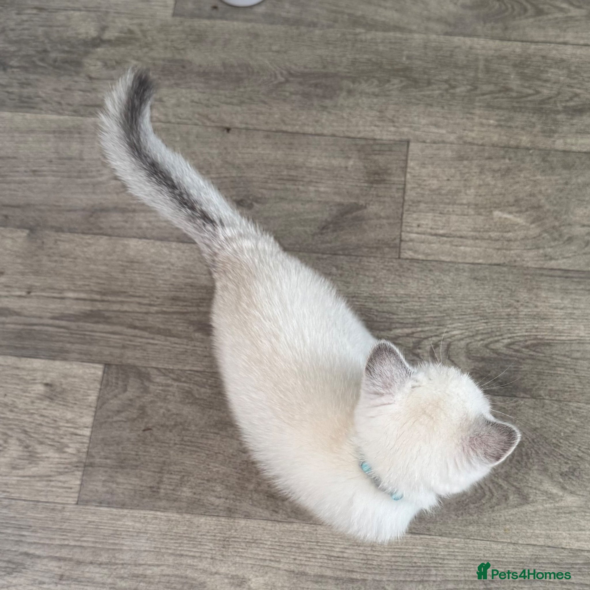 Scottish Fold cats Blue point Scottish straights - last boy!  - Advert 12