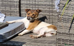 Mixed Breed dogs for sale: Beautiful CavaJacks 🖤 - Image 11