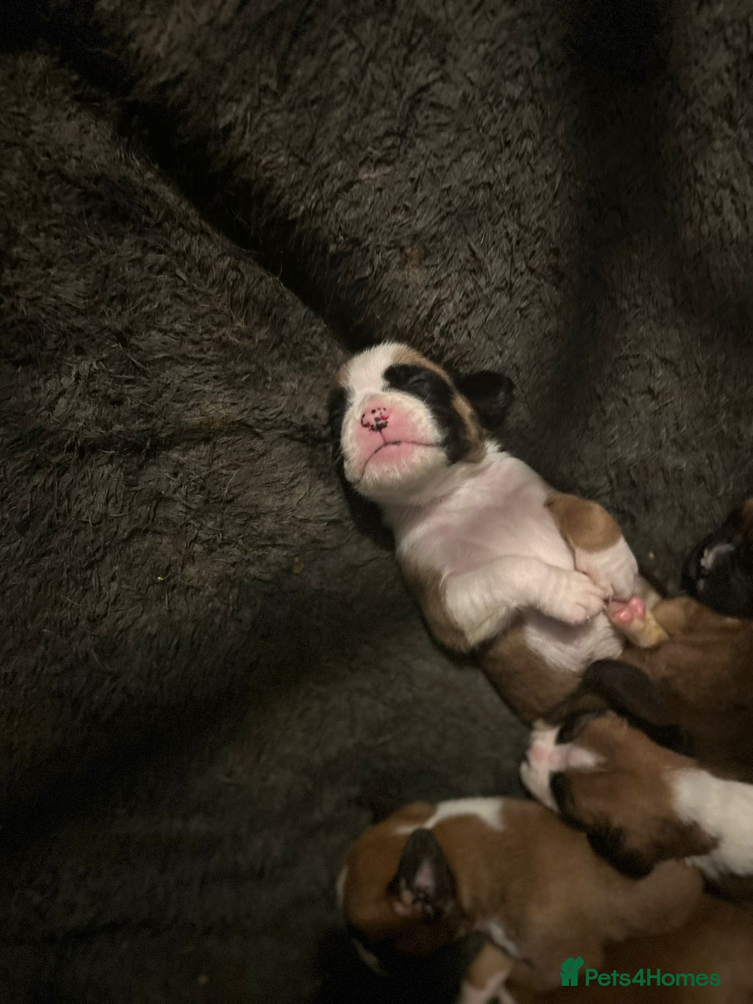Boxer dogs for sale: Boxer babies - Advert 8