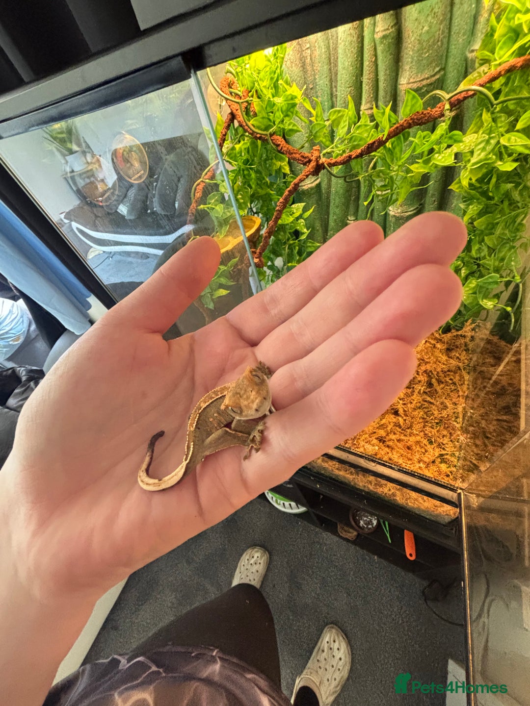 Gecko reptiles for sale: Female Gecko  - Image 6