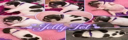 French Bulldog dogs for sale: RKC French bulldog puppy’s health tested parents  - Advert 2
