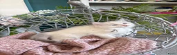 Ragdoll cats for sale: TICA & GCCF pedigree ragdoll kittens - Advert 9