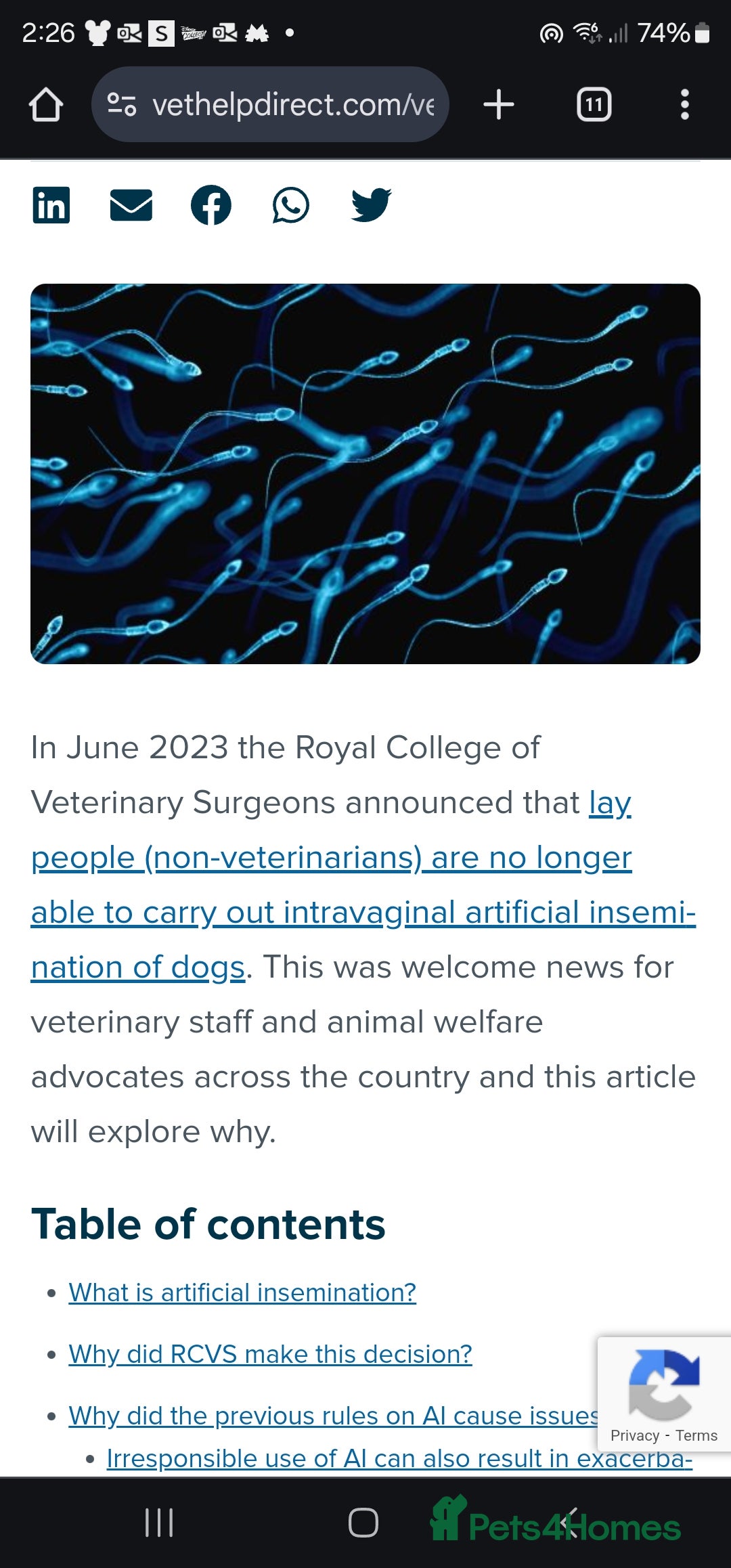 Chihuahua dogs for stud: Kc reg Lilac short coat for stud  in Bedford - Advert 17