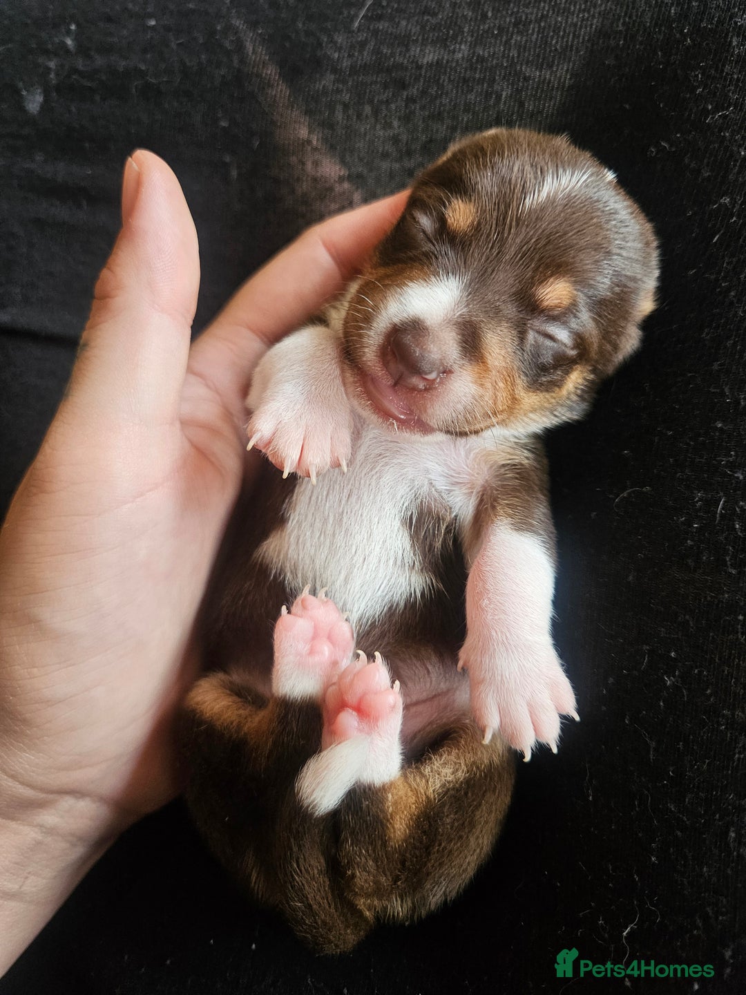 Mixed Breed dogs for sale: Last chocolate chiweenie girl - Image 6